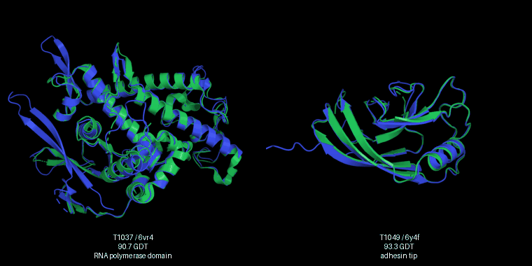 AlphaFold2's CASP14 predictions superimposed on the experimental structures