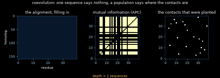 An alignment filling in, and contacts emerging from mutual information